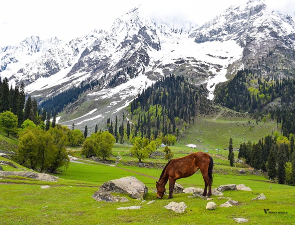 Kashmir
